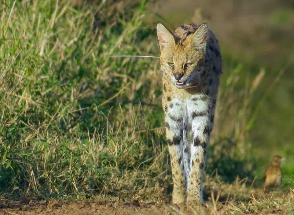 Species Highlight Serval The Wild Source