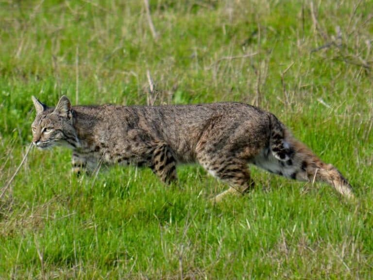 Safaris in North America Yellowstone, Point Reyes, American Prairie