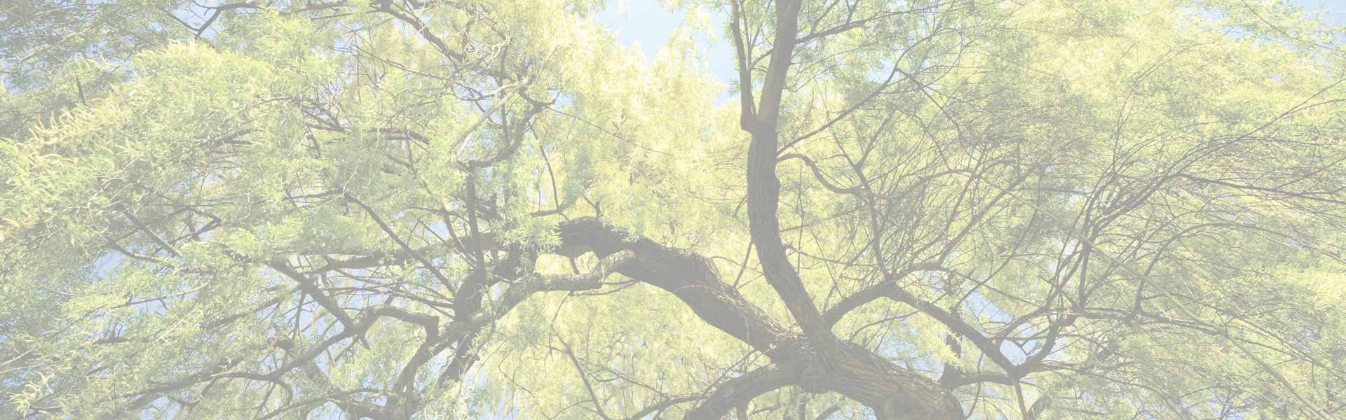 The Willow Group About Willow FR