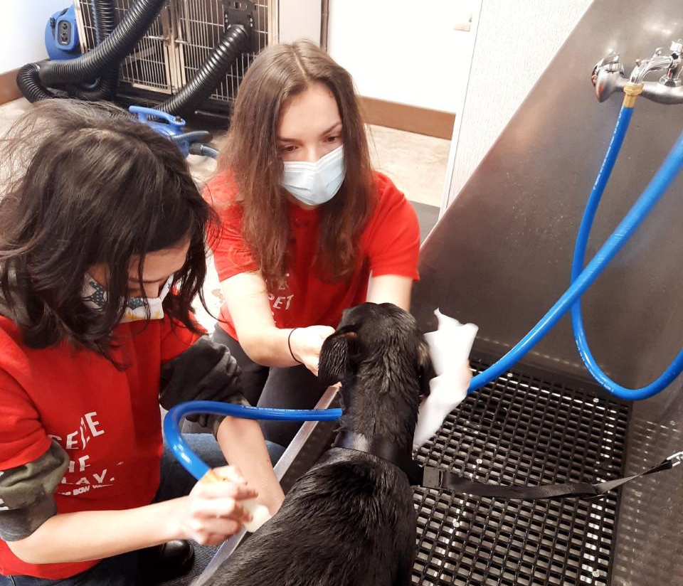 Camp Bow Wow Bloomfield RibbonCutting and Adoption event