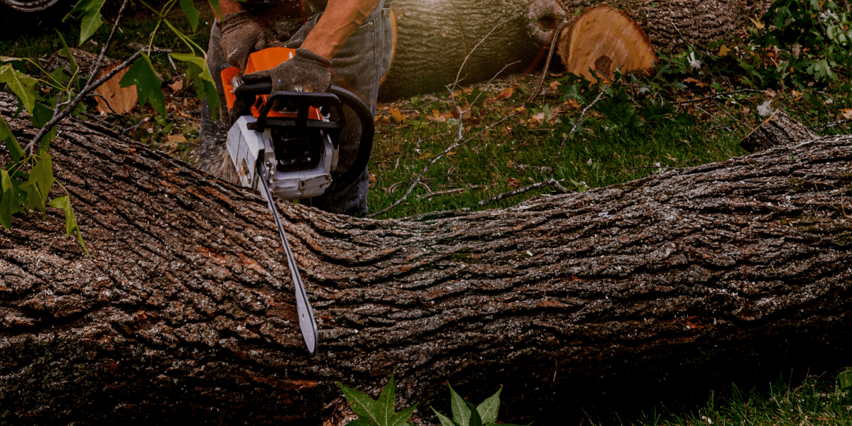 Hire Professionals for Emergency Tree Removal Charlotte NC