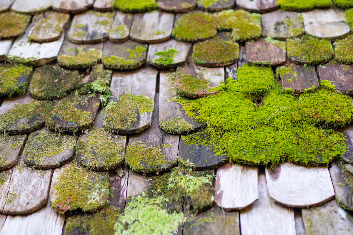 How To Treat Moss On Your Roof The WNY Company