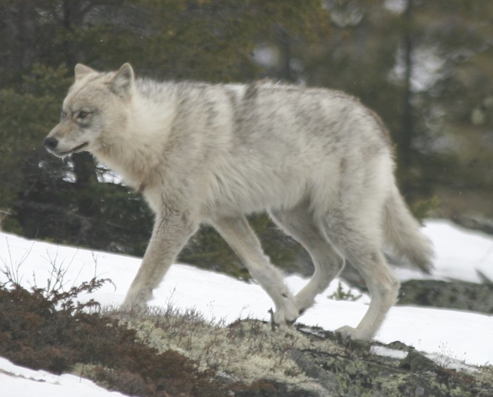 Plains wolf ( Canis Lupus Nubilus ) Sololobos