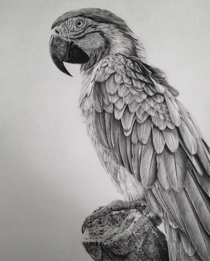 Monica Lee Does The Most Stunning PhotoRealistic Drawings We’ve Ever