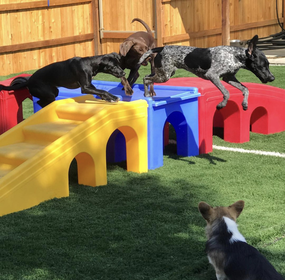 Denver Dog Daycare Platte Park, Wash Park, Englewood