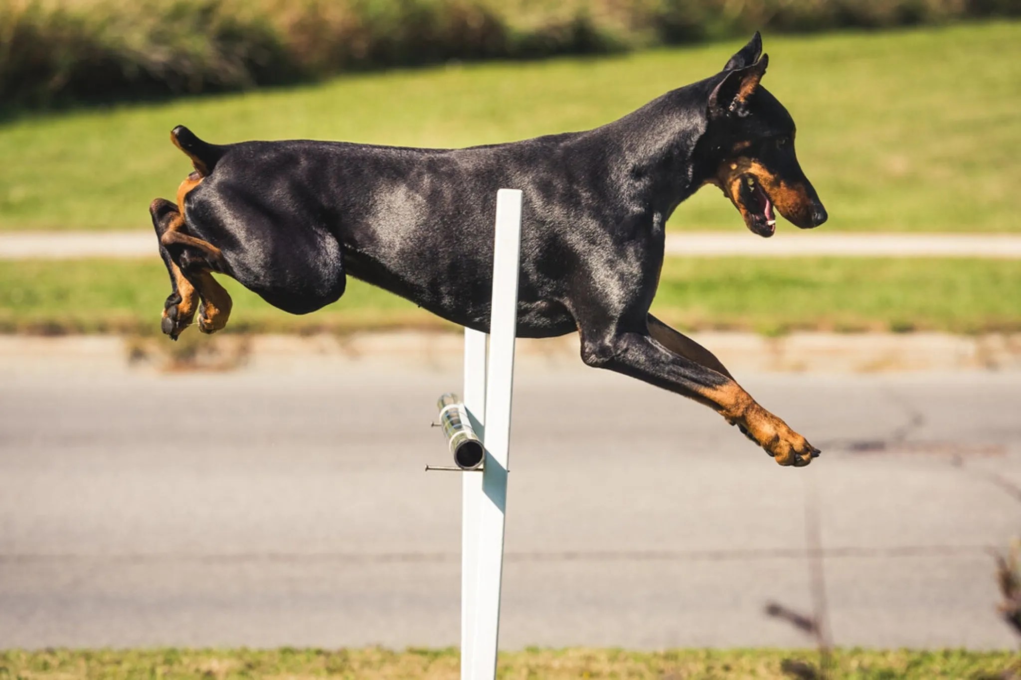 The Working K9 Ottawa, Ontario & Tampa, Florida