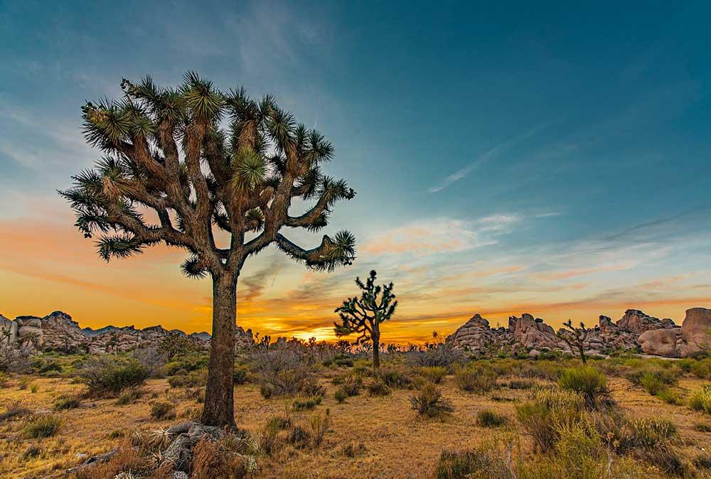 Best Time to Visit Joshua Tree for Digital Nomads (or LongTerm