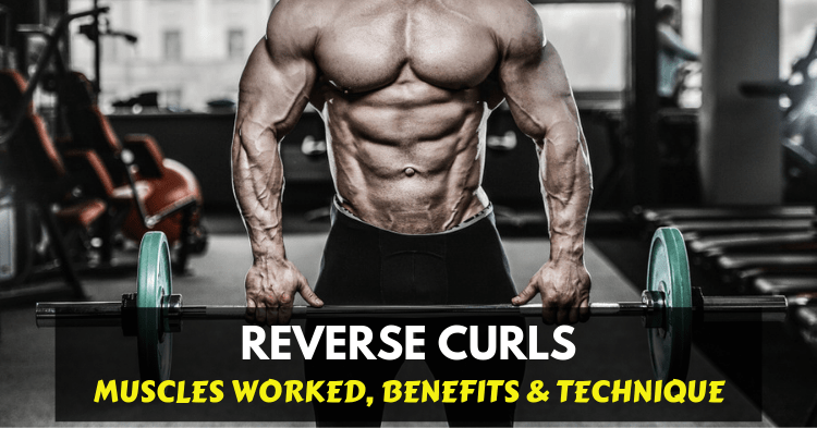 The Reverse Curl A WellRounded Approach to Better Arms