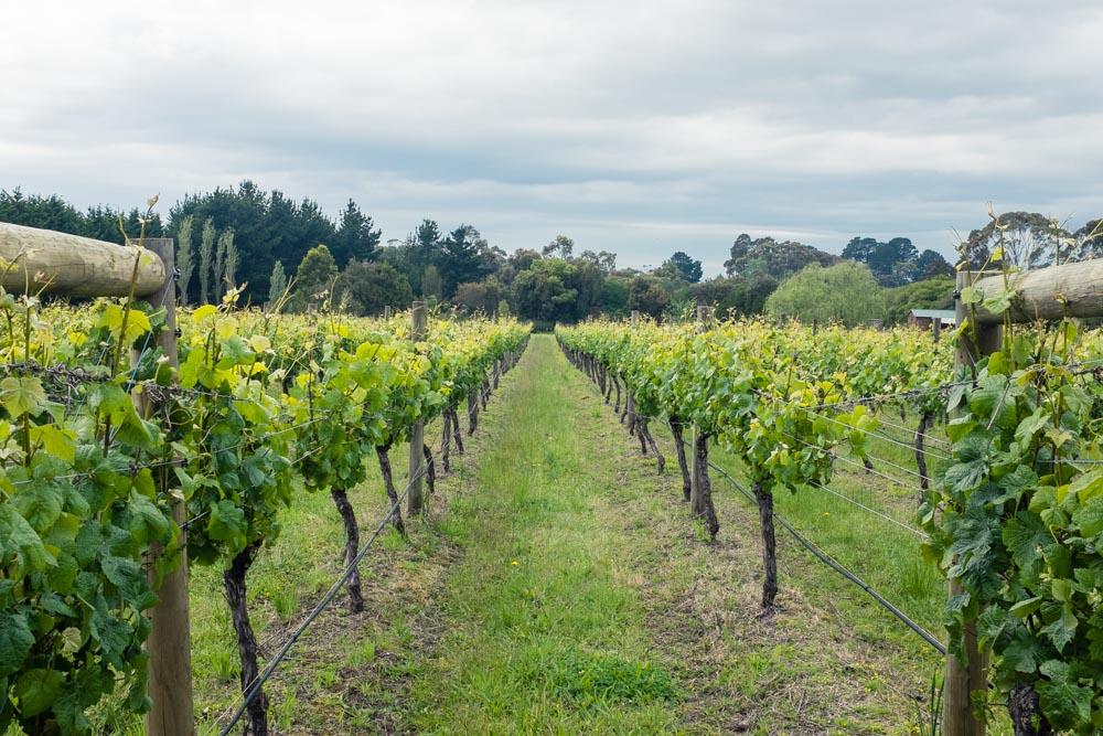 Best Boutique Wineries in Victoria The World Loves Melbourne