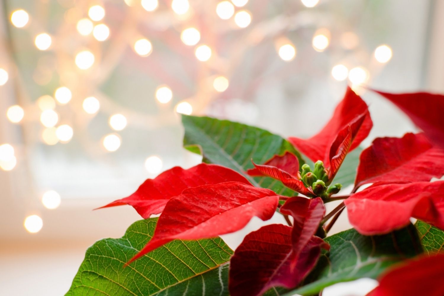 Christmas In Michigan 20 WONDERFUL Places For The Holidays