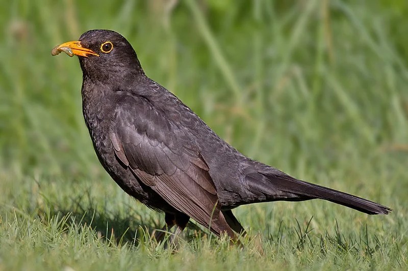 48 Most Common Birds In France The Worlds Rarest Birds