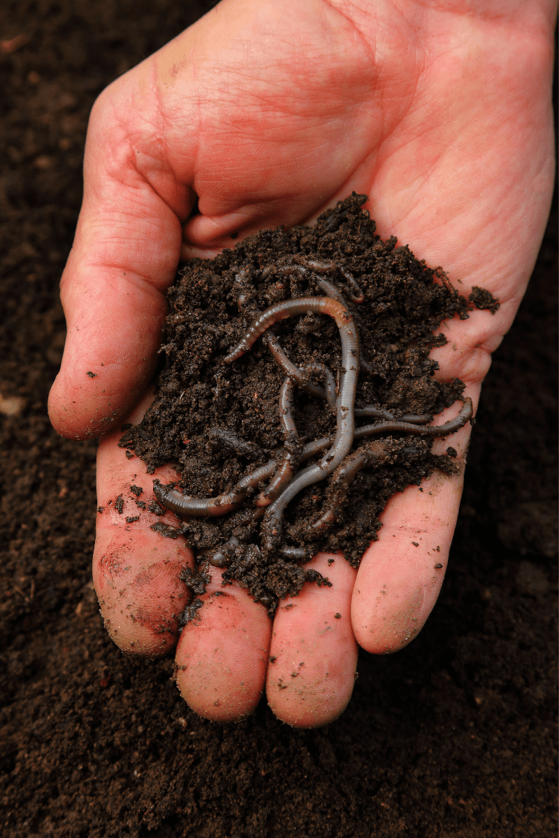 Guide to Worm Farming for Beginners The Worm Farmers