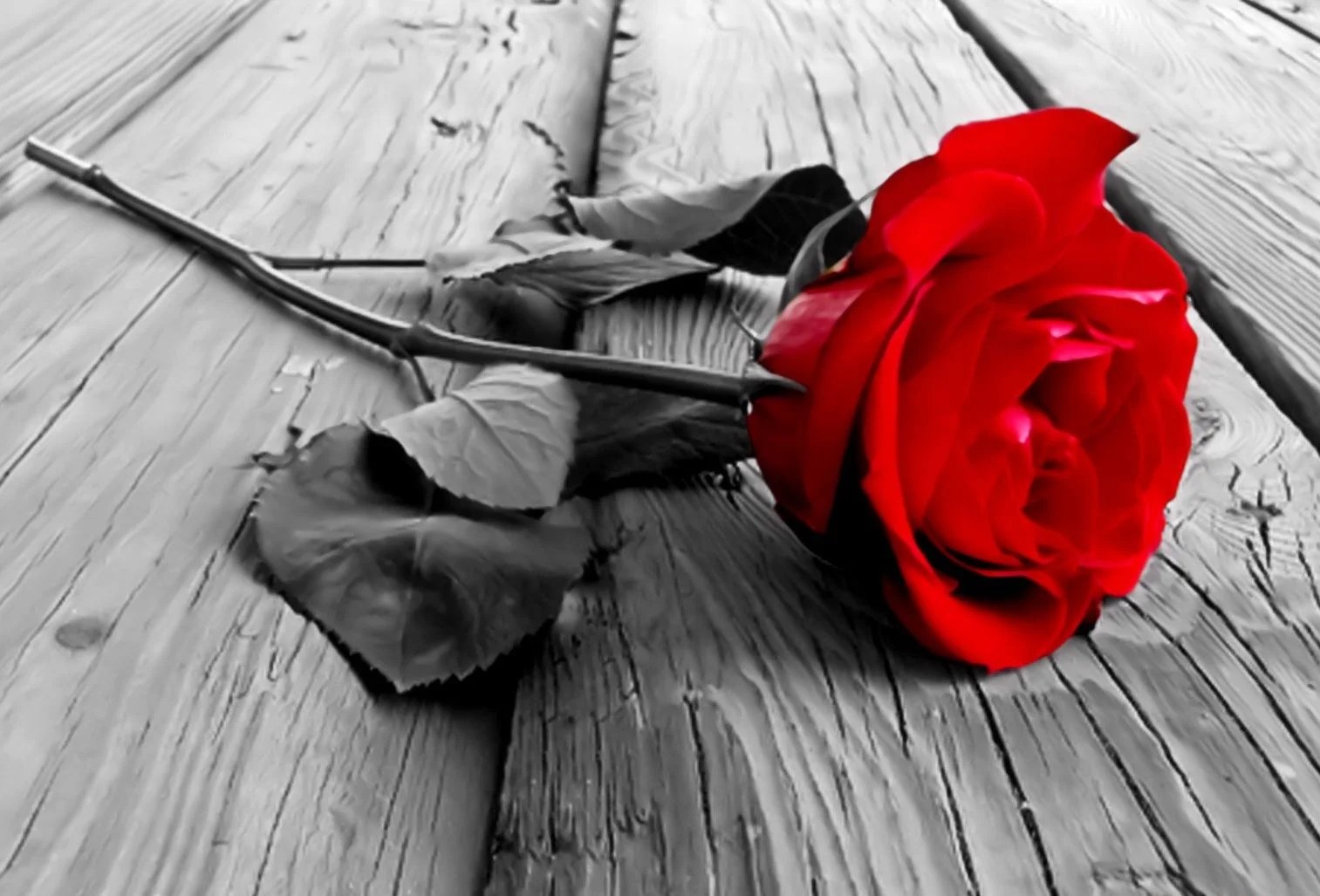 50 Beautiful Red Rose Images To Download The WoW Style