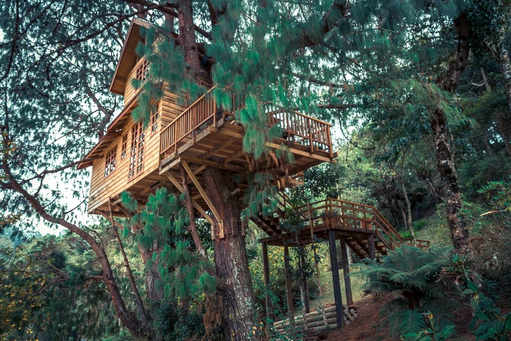 Key Signs A Tree Is Good For A Treehouse – The WoW Style