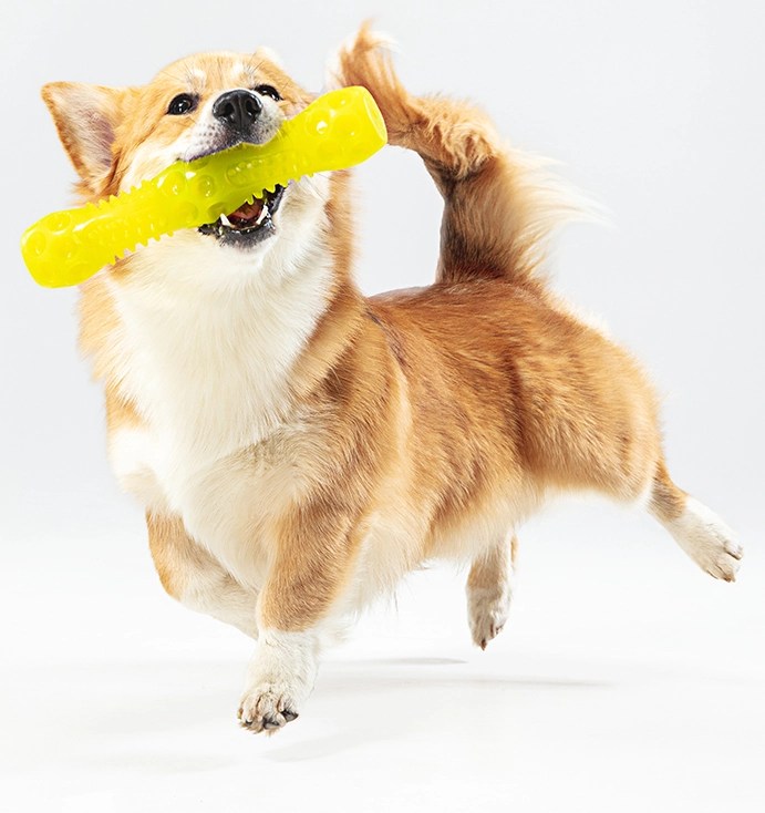 Pet Daycare Dog & Cat Boarding Pet Care ServicesEastlake, OH