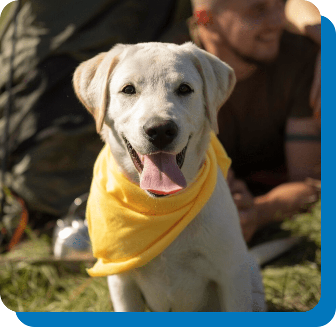 Dog & Cat Day Camp & Boarding Pet Care Services Eastlake, OH