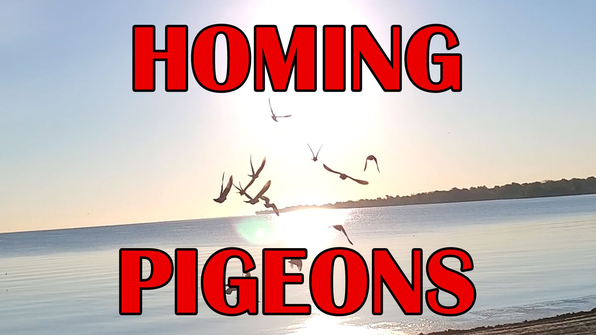 Unlock the Power of Homing Pigeons Train Your Racing Pigeons to Return