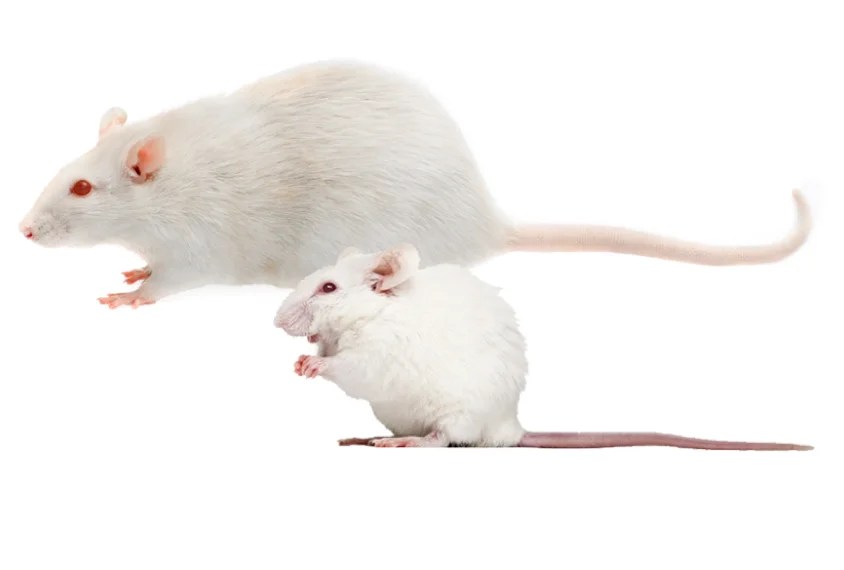 Types of Pests How to Spot and Eliminate them The Xerxes