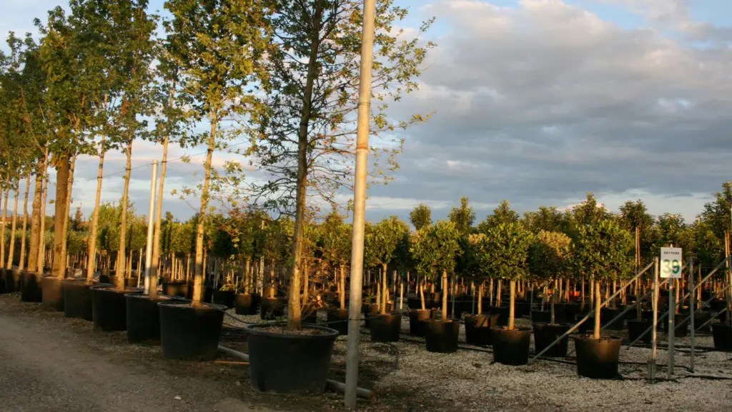 How Many Trees Can You Plant Per Acre? Theyardable