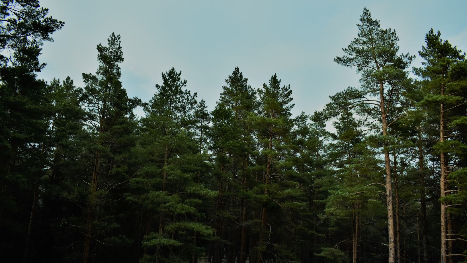 How Much Do Trees Weigh? Theyardable