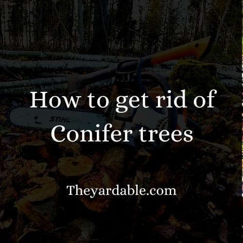 How to kill Conifer trees? Theyardable