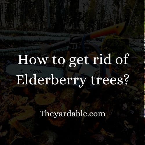 How to kill Elderberry trees? Theyardable