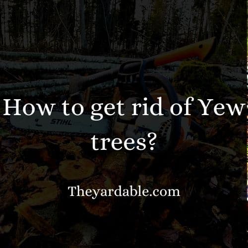 How to kill Yew tree Theyardable