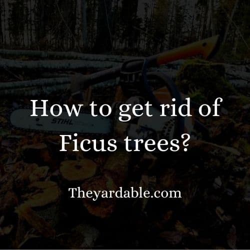 How to kill Ficus trees Theyardable