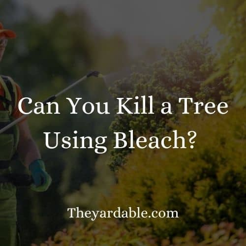 Killing A Tree with Bleach Yes it is possible! Theyardable