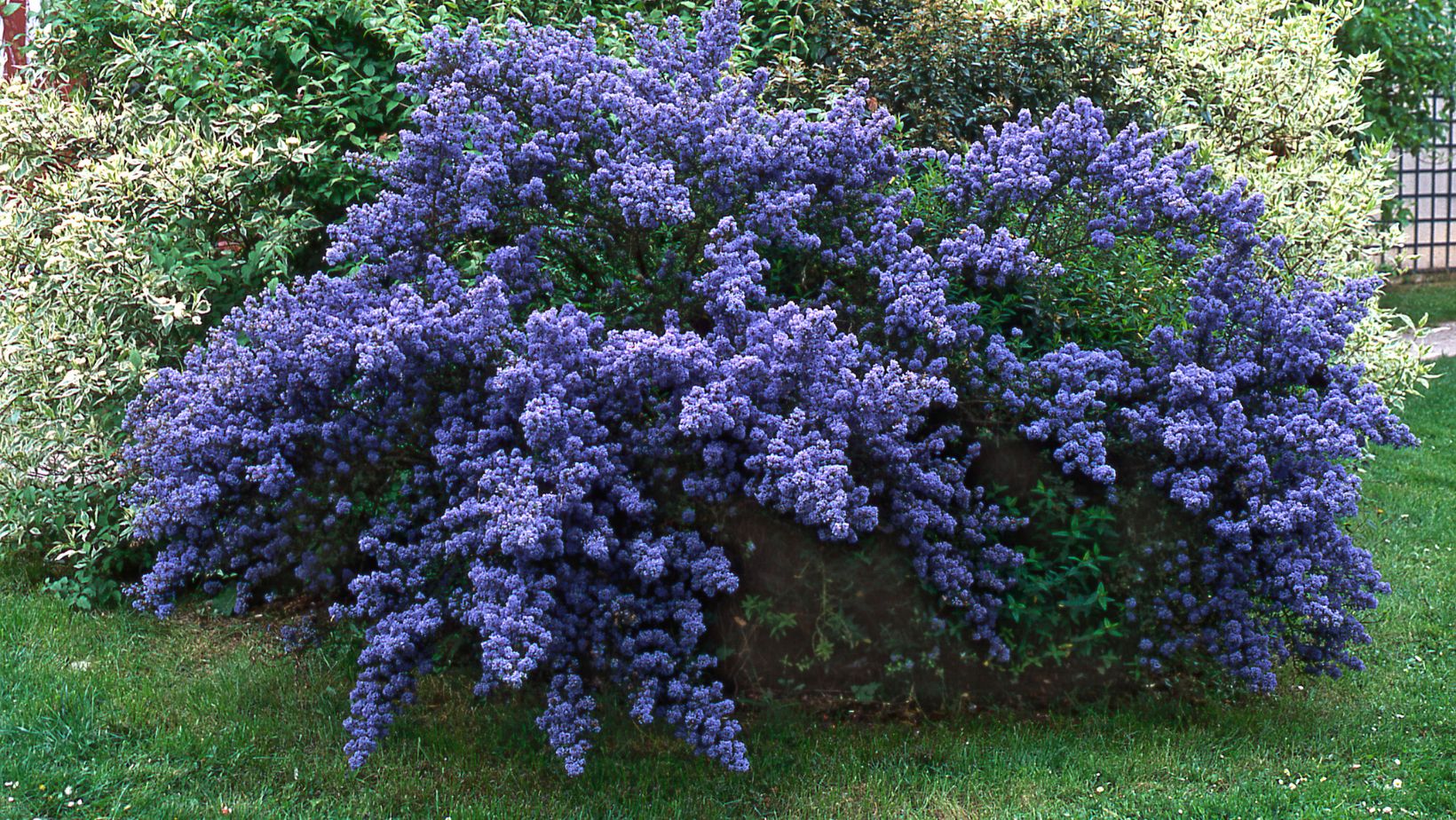 California Lilac Everything About Ceanothus Theyardable
