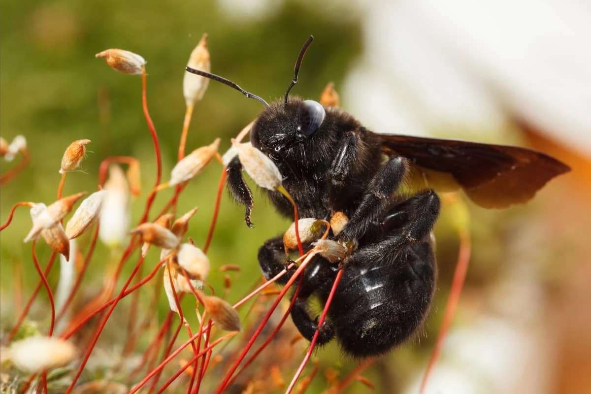 Do Carpenter Bees Sting? 7 Great Ways To Protect Your Home
