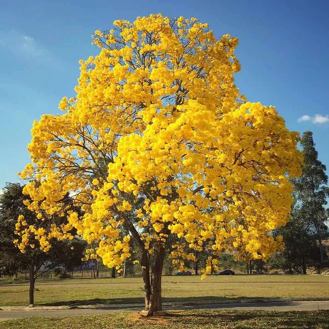 9 Beautiful Yellow Flowering Trees And Shrubs
