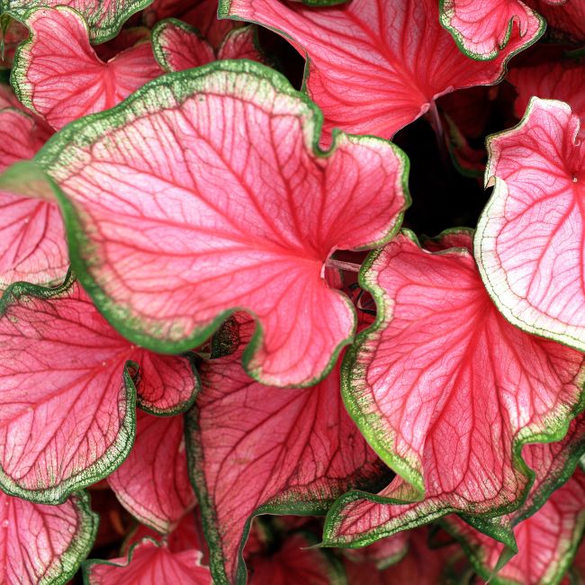 25 Stunning Plants With Red Leaves Indoor And Outdoor