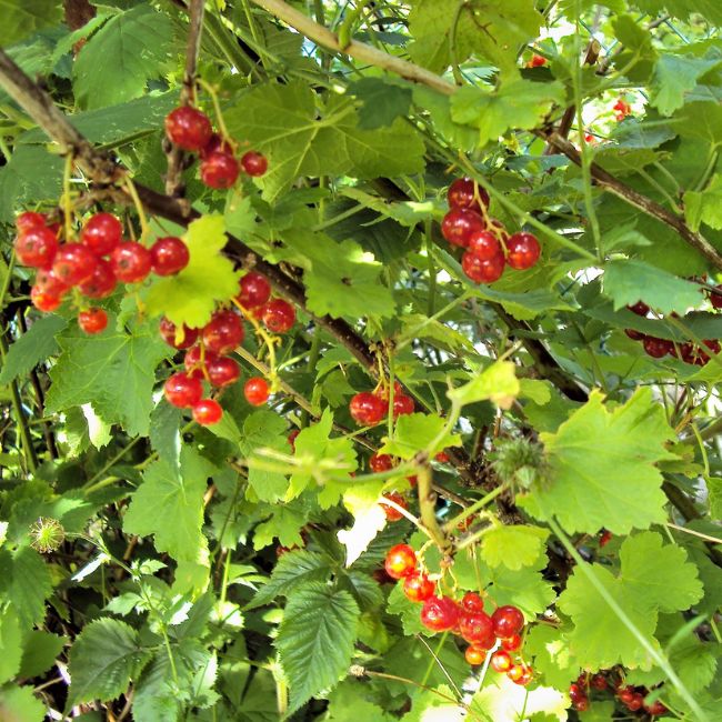 16 Fruit Trees That Grow In Shade