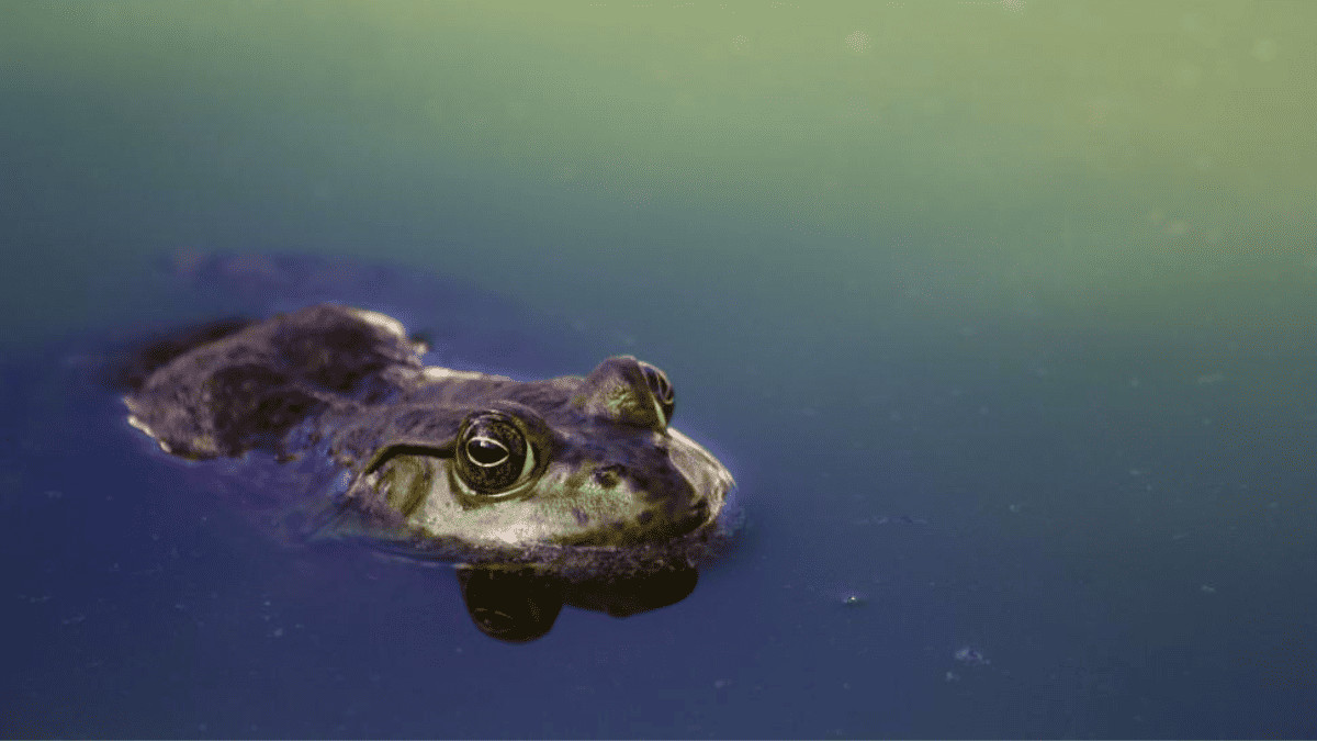 7 Quick Tips On How To Get Rid Of Frogs In Yards