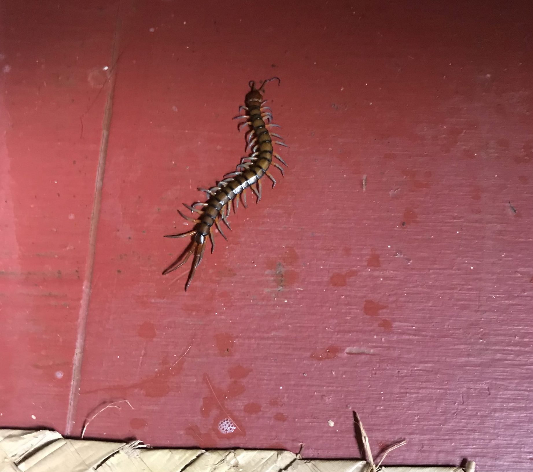 ...they are doing WHAT now? Hawaiian Centipedes