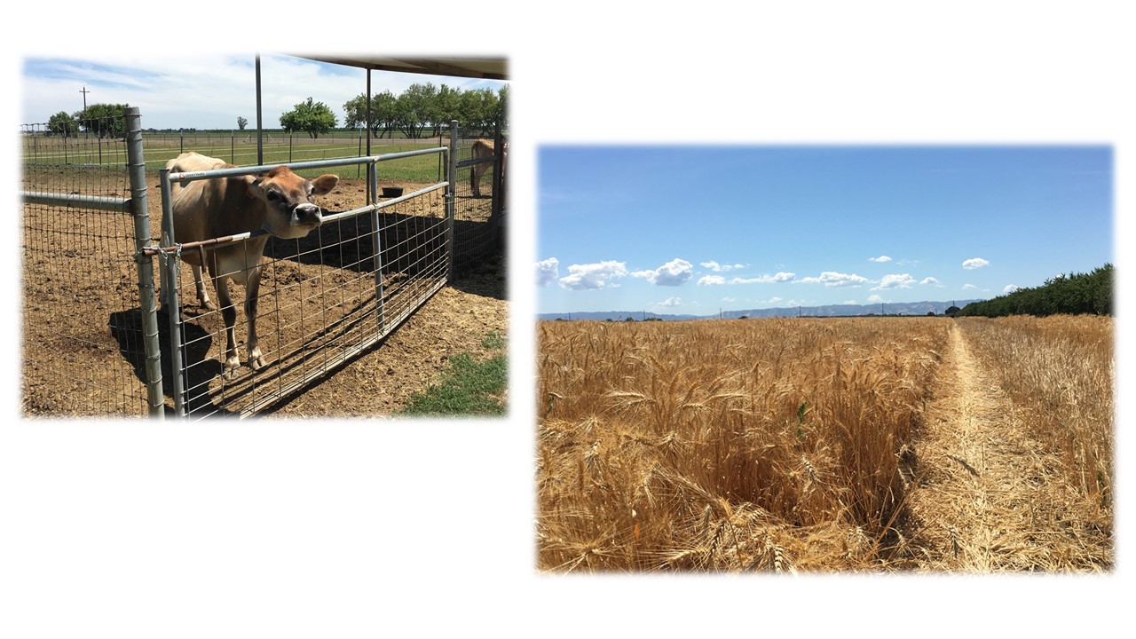 The Kerr Plainfield Farm Yolo Land Trust