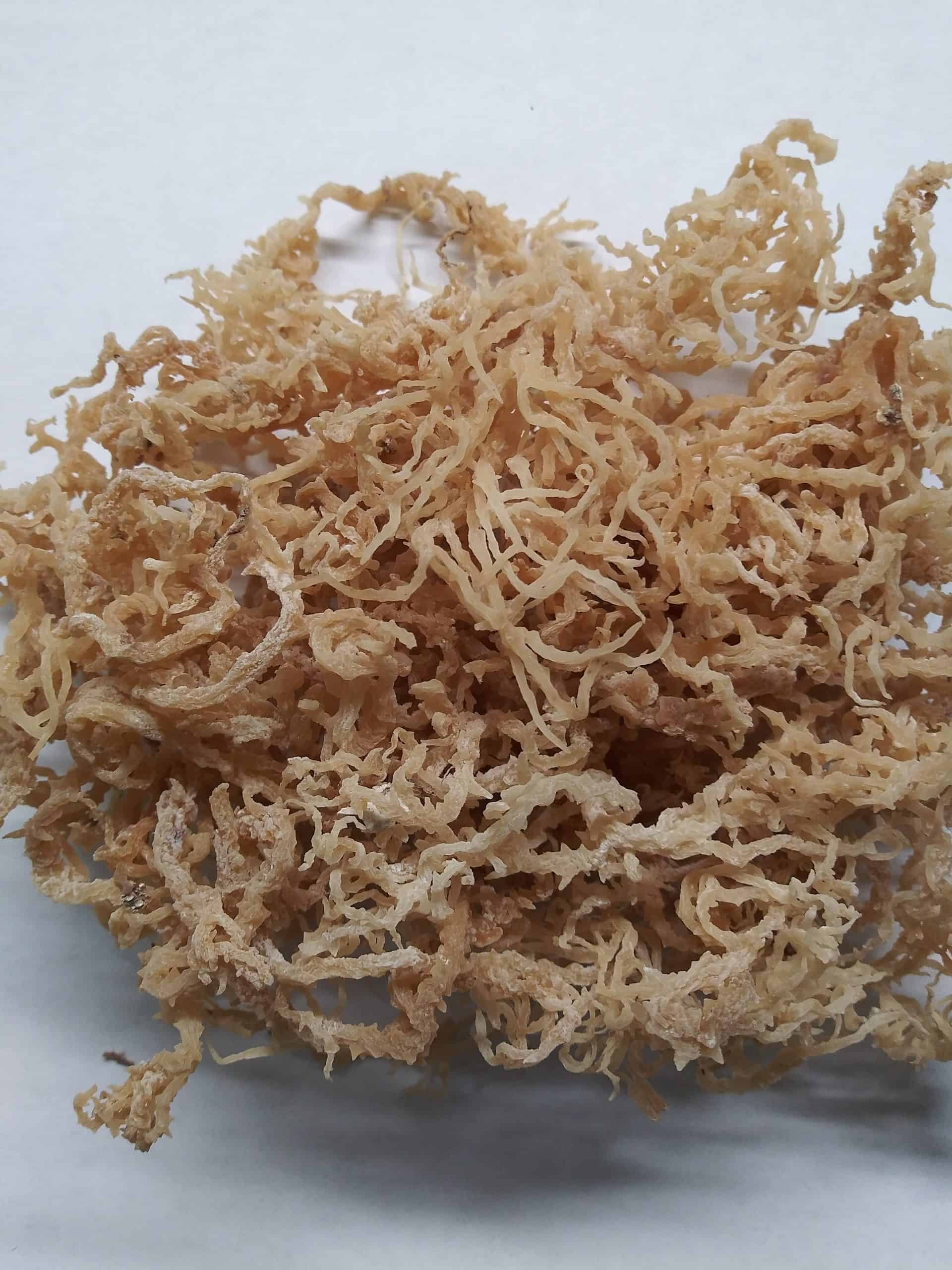 The Best Premium Grade Sea Moss Only 24.99 Free Shipping