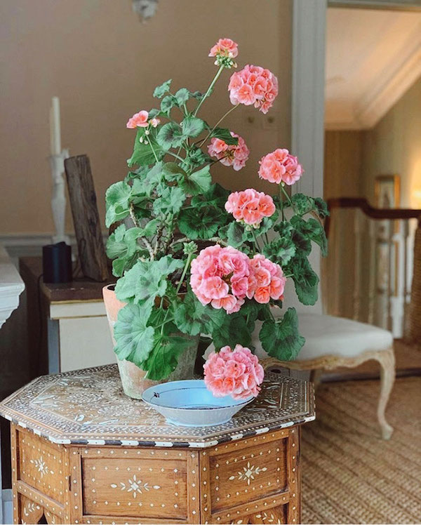 pink geranium flower plant pink geranium flower plant