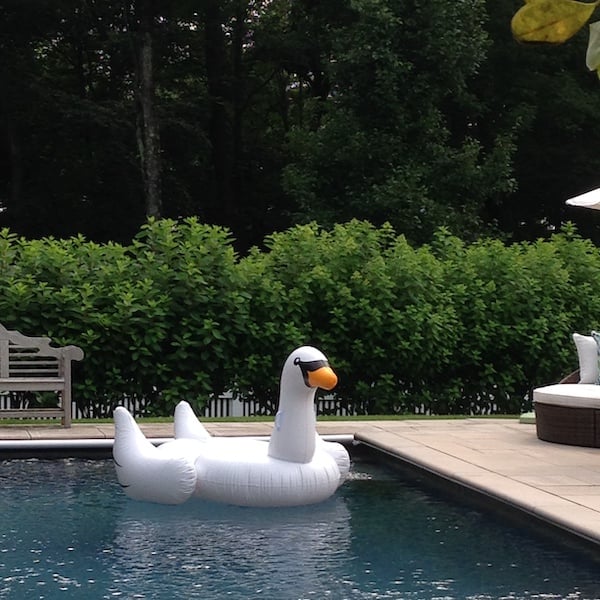 white swan pool float.