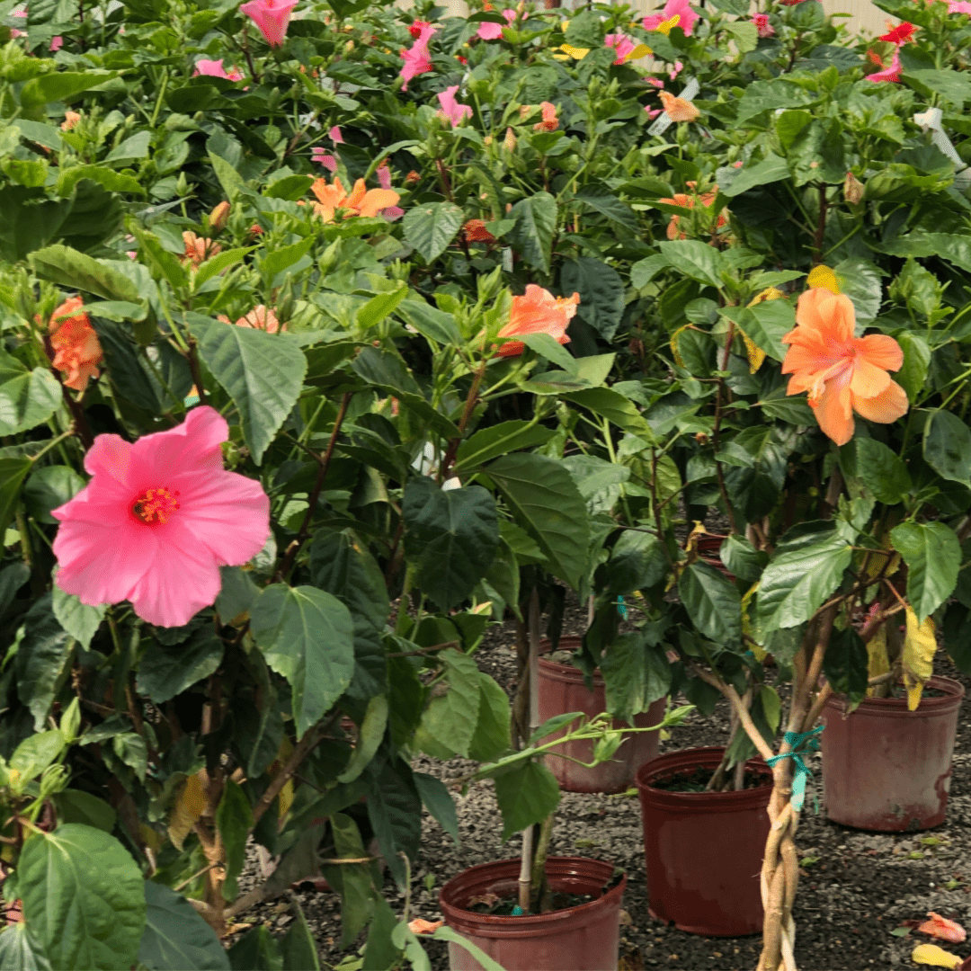 Braided Hibiscus Tree THGC
