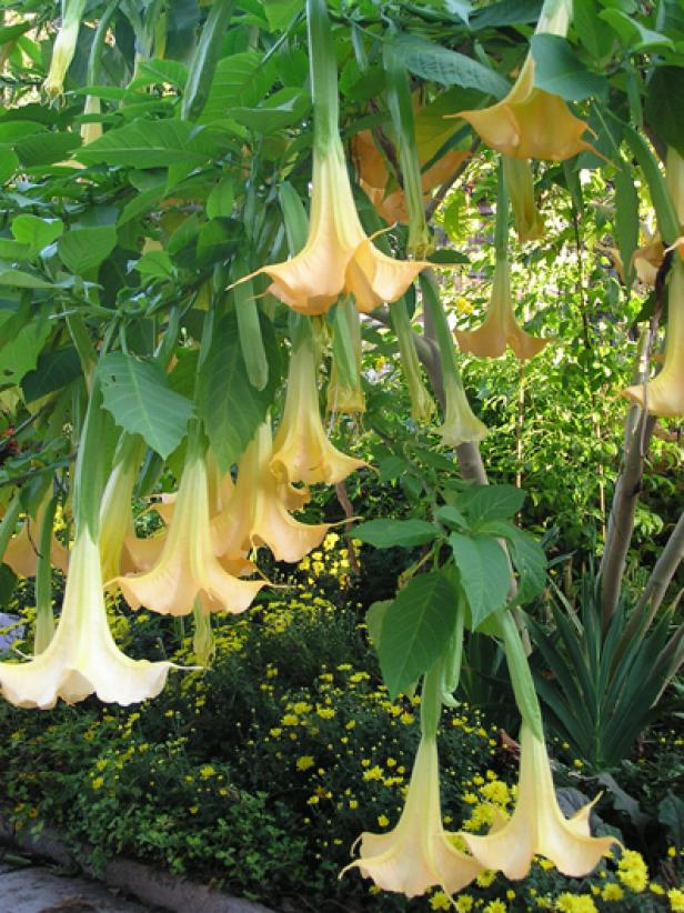 Angel Trumpet THGC