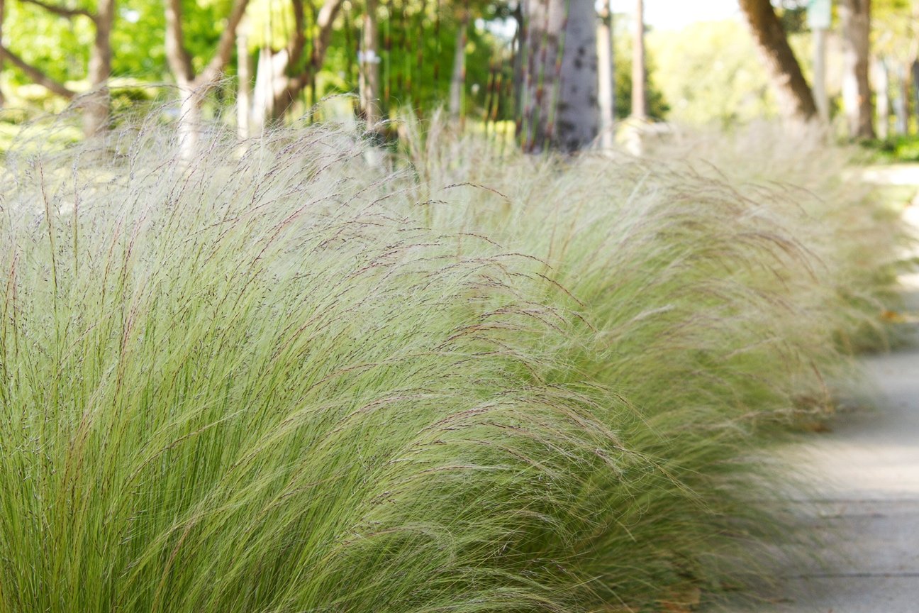 THGC Grass 'Mexican Feather' THGC
