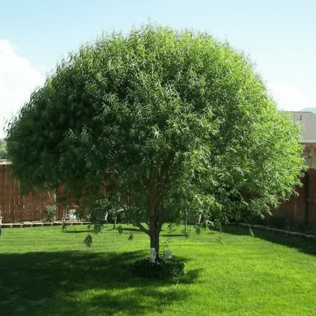 ‘Globe’ Willow THGC