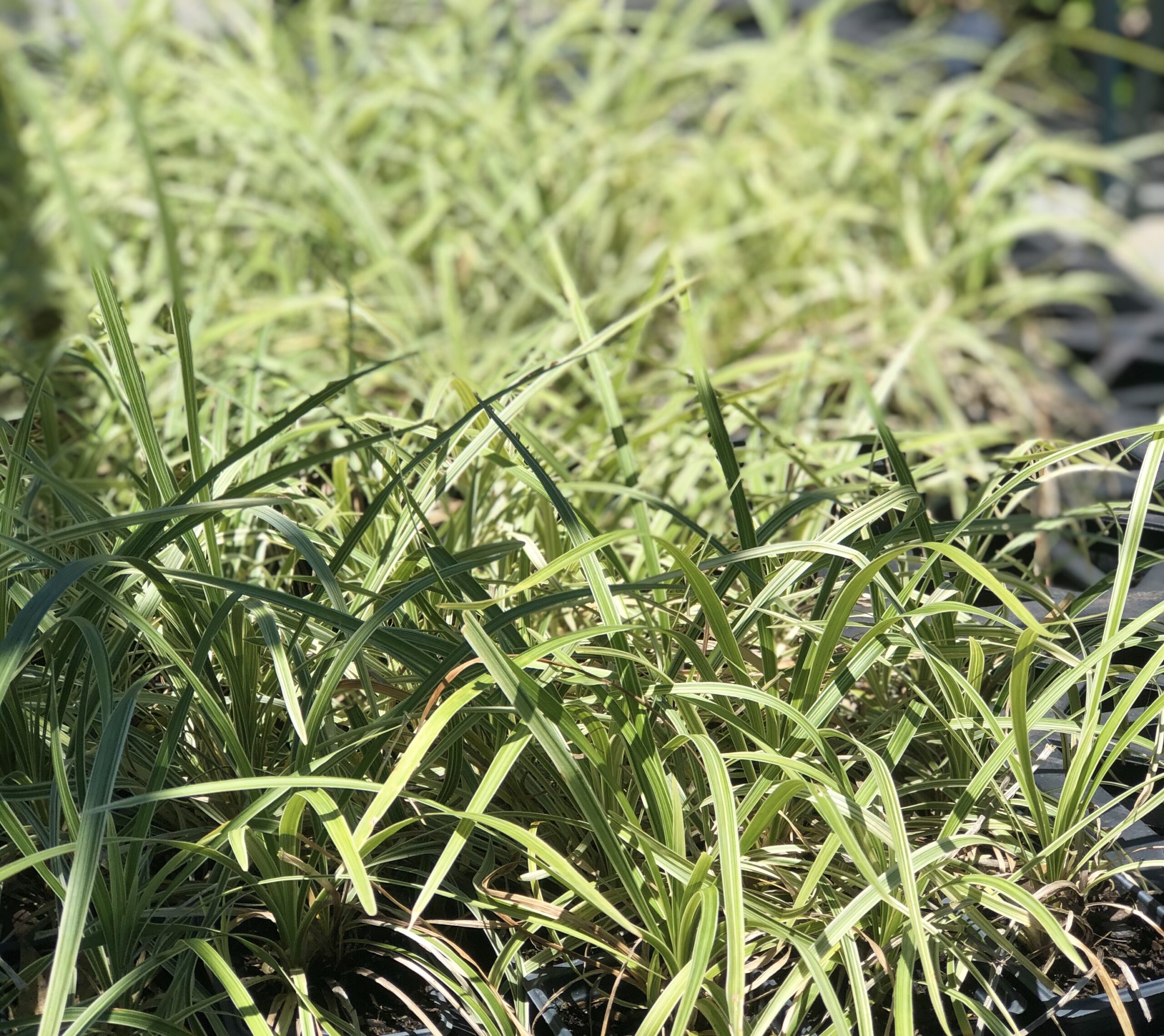 THGC Aztec Grass THGC