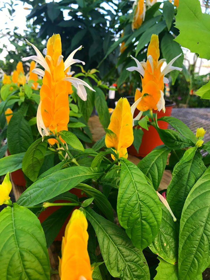 THGC Braided Shrimp Plant Tree THGC