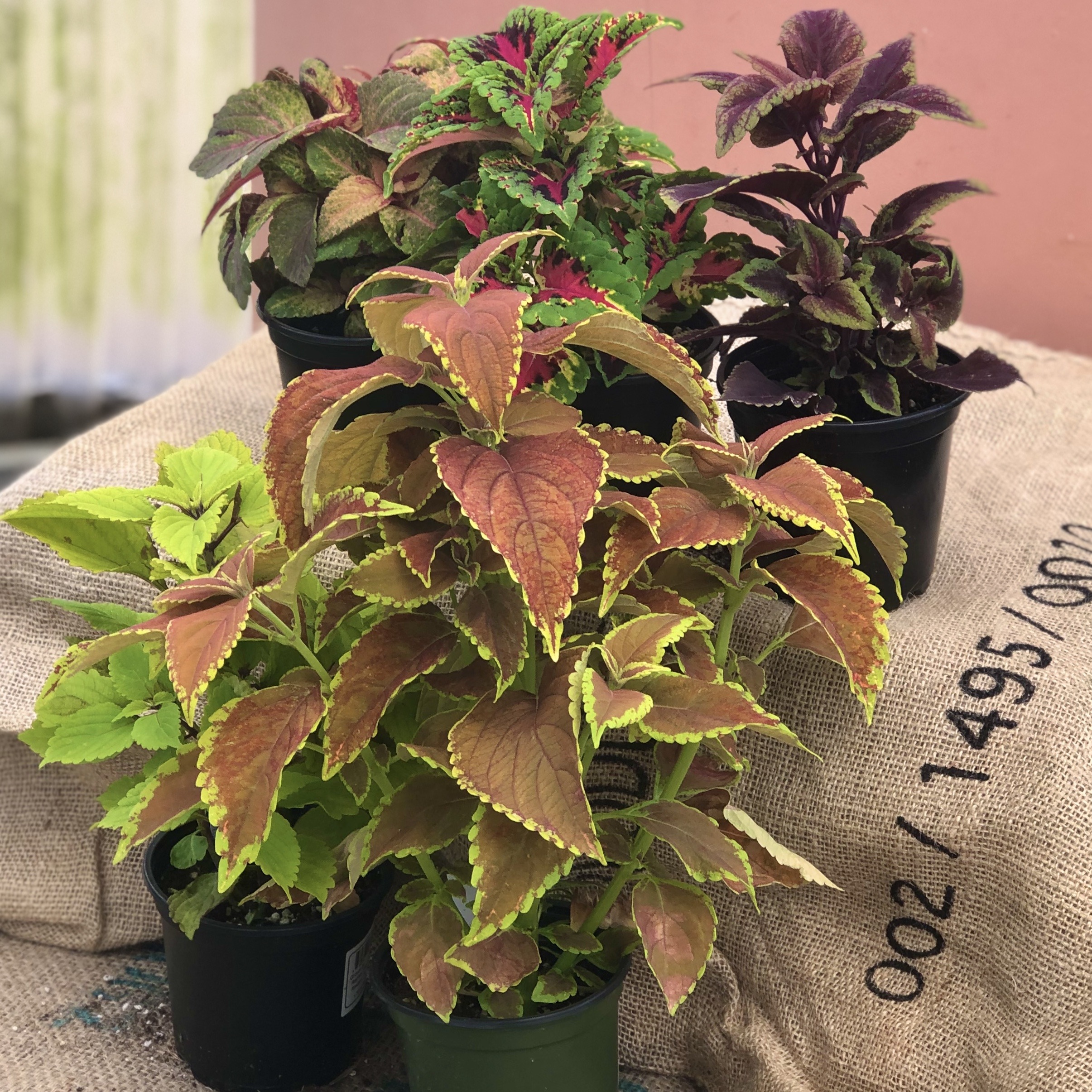 Coleus Sun THGC