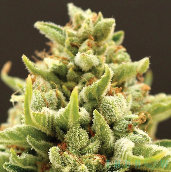 Banana Kush Auto Feminizada de Anesia THGrow Online)