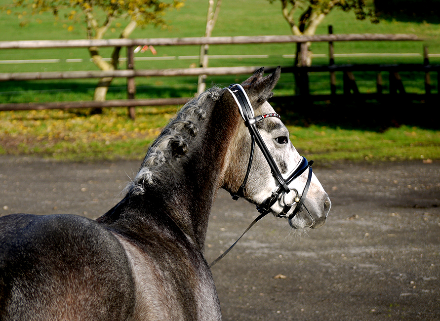 Pferd kaufen & Pony kaufen I THI Reitponys Sarah Thiel