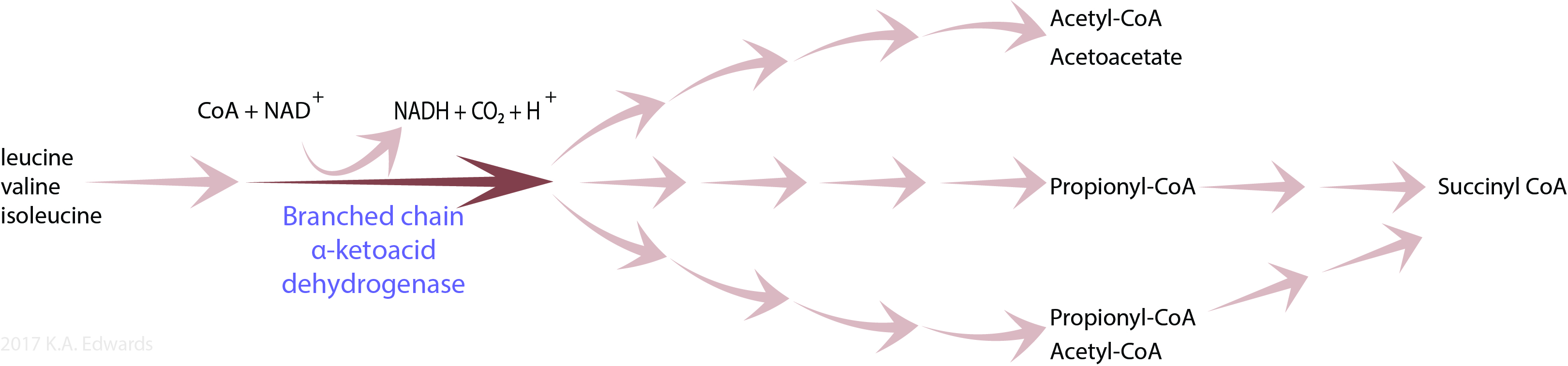 Impact of thiamine deficiency